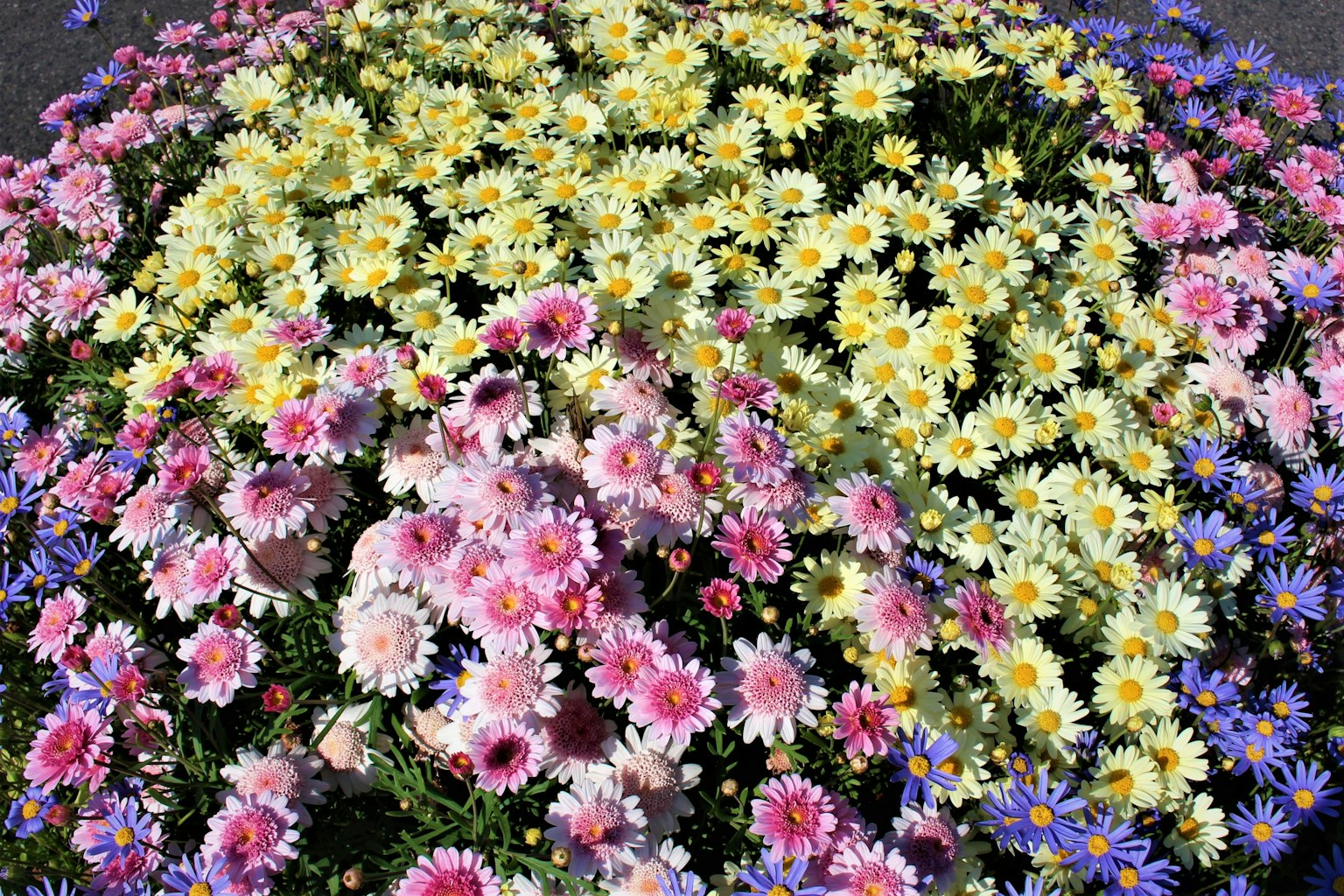 Un beau jardin avec un affichage vibrant de fleurs colorées
