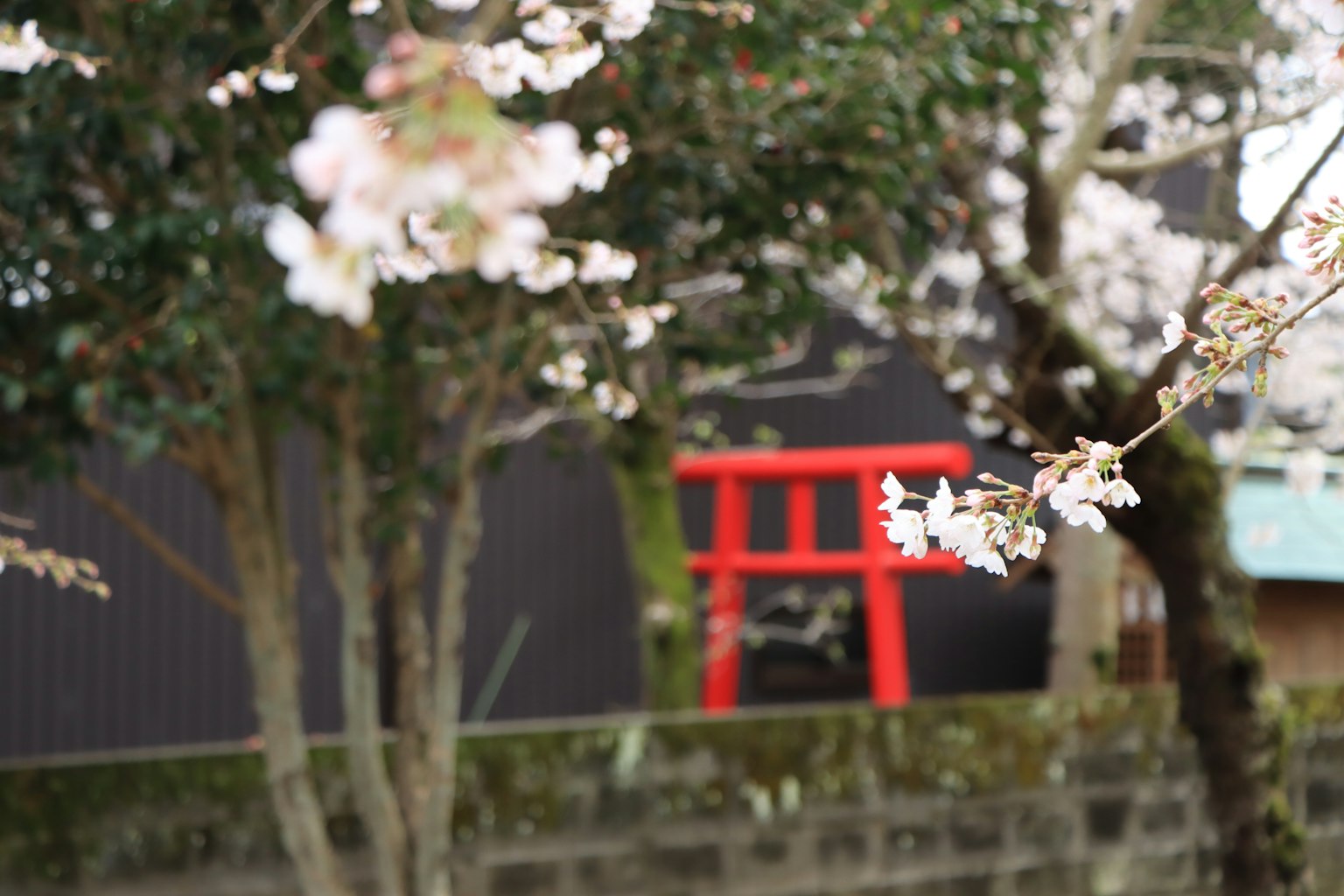 Kirschblüten und ein rotes Torii im Hintergrund