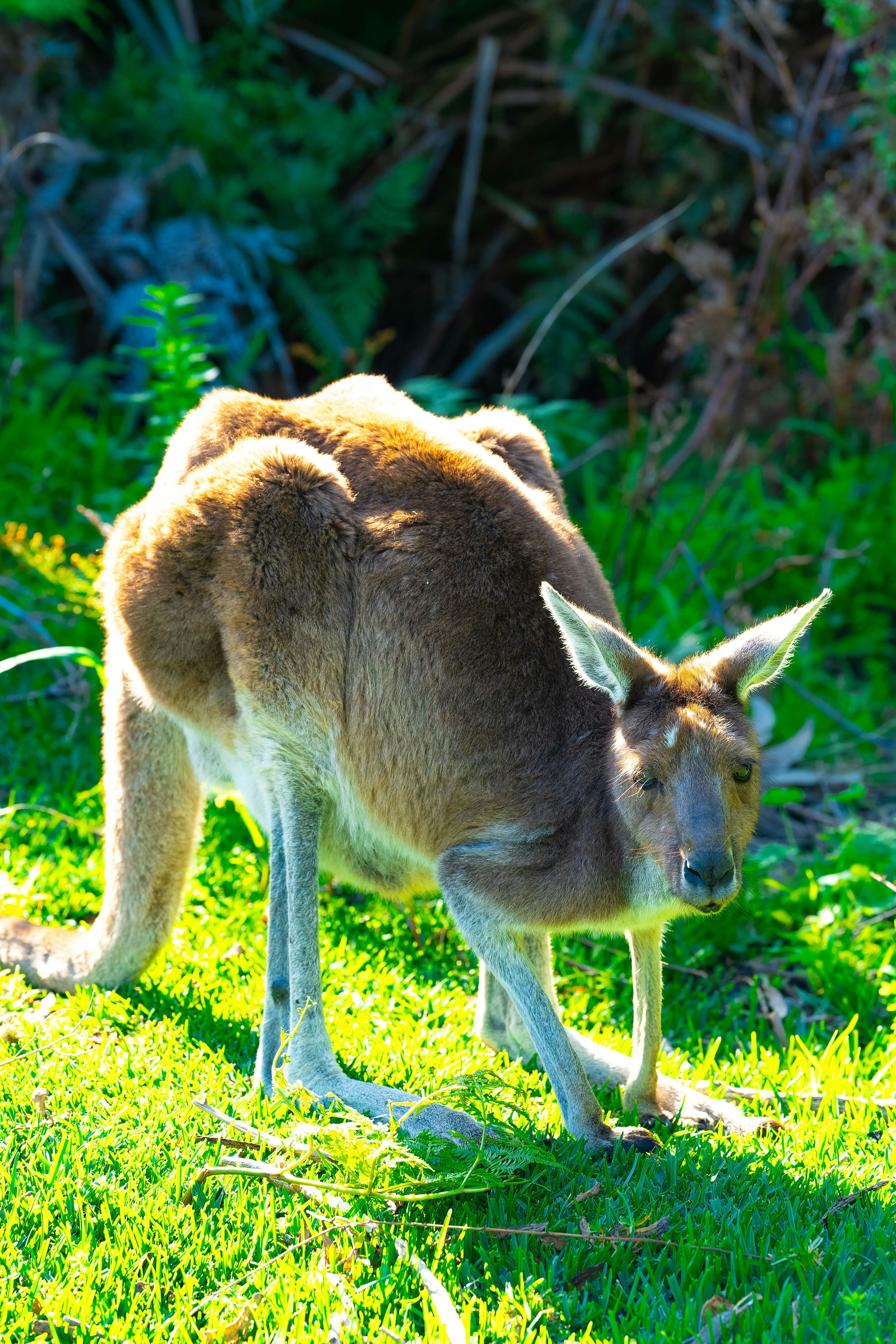 kangaroo-like animal walking through grass
