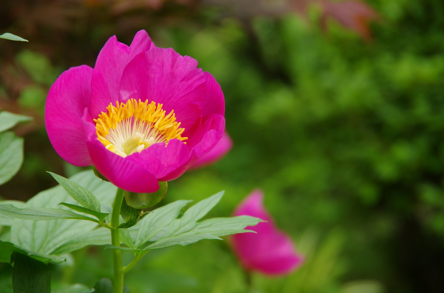 ดอกไม้สีชมพูสดใสเบ่งบานท่ามกลางพื้นหลังสีเขียว