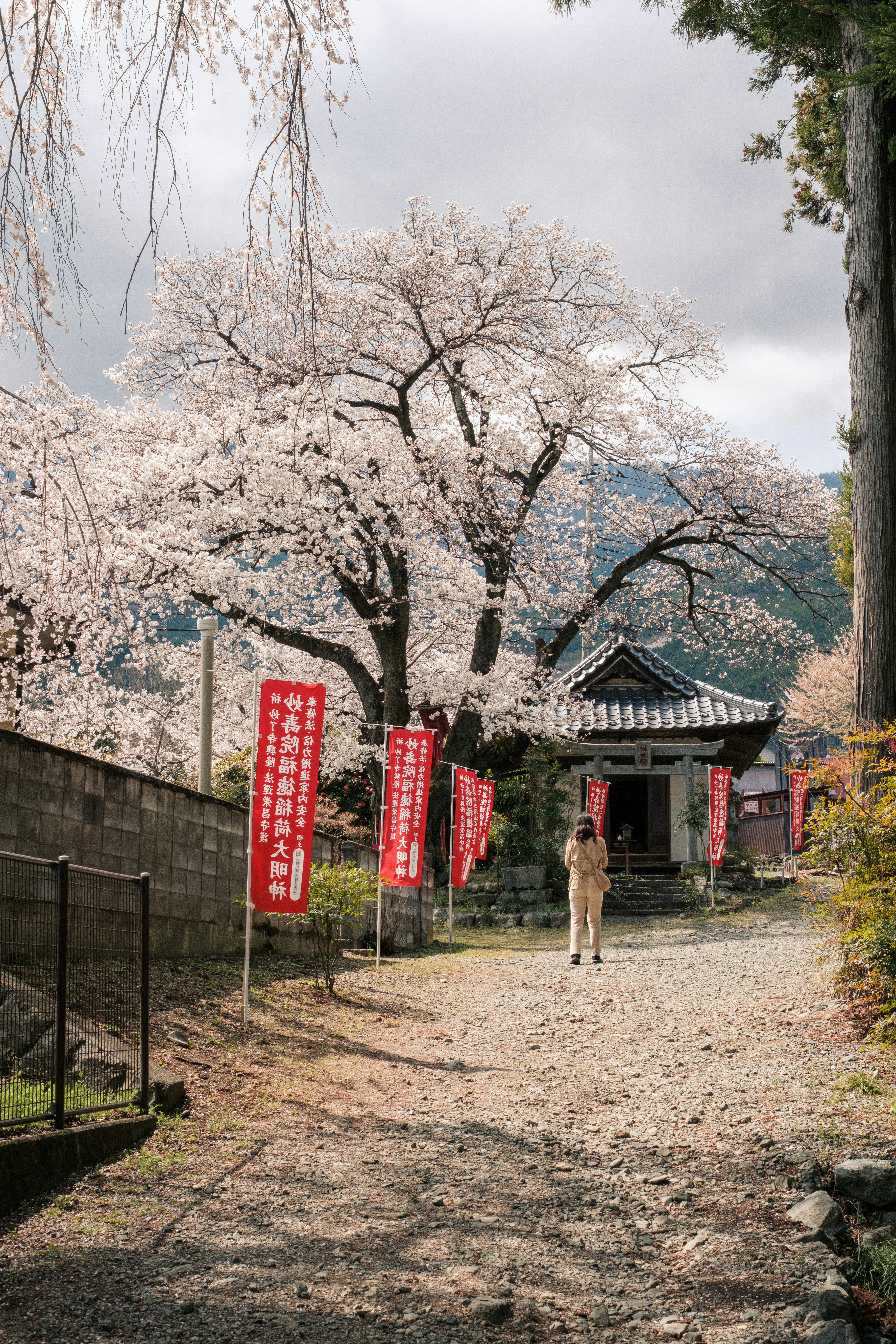 桜並木と石畳の小道、赤い提灯のある寺院の門前