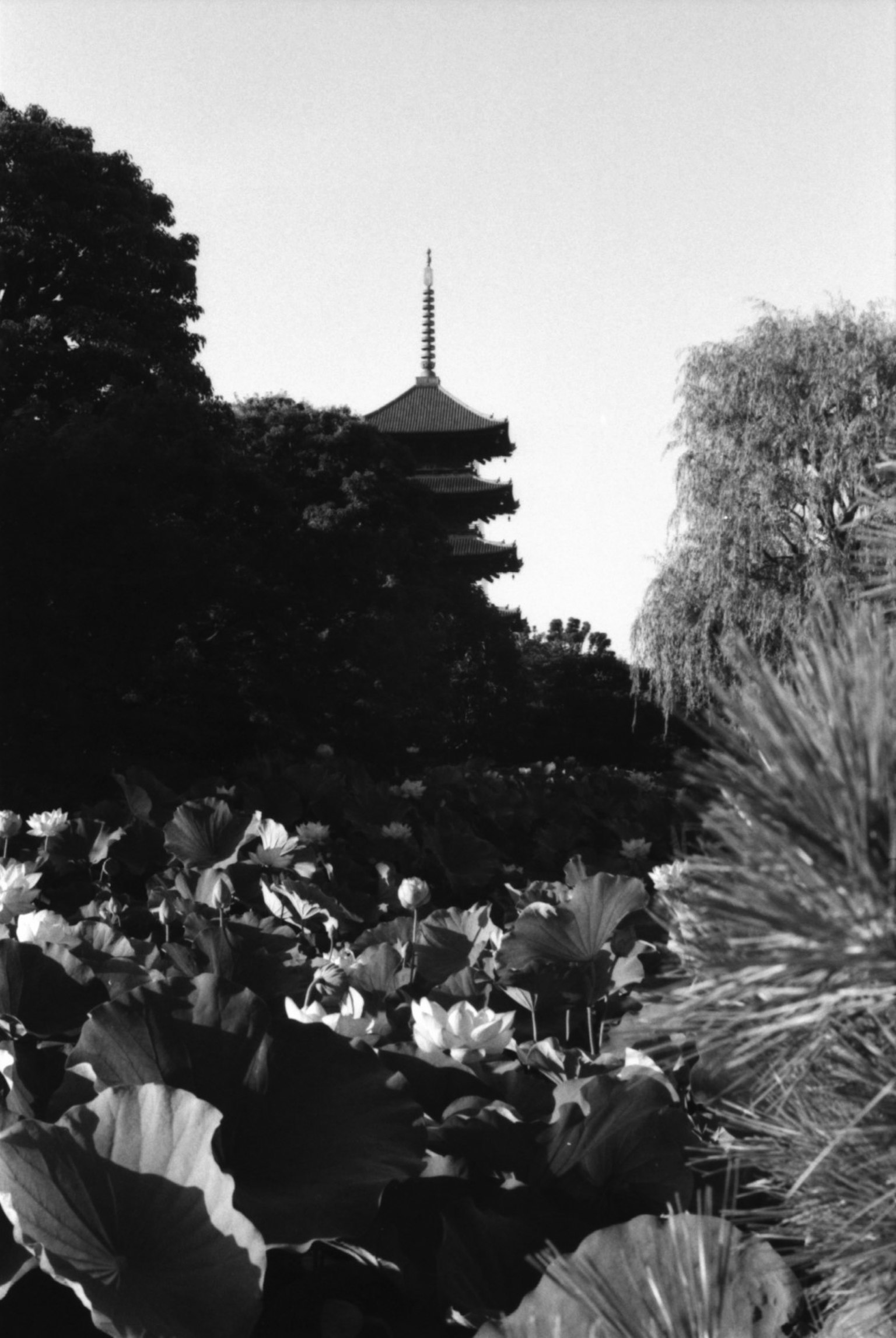 Paysage en noir et blanc avec une pagode et des fleurs de lotus