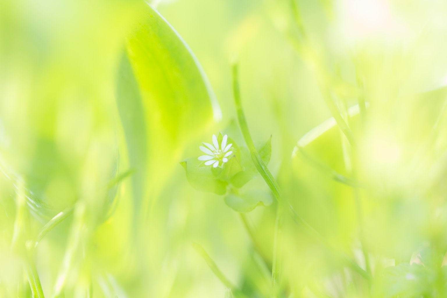 柔和的绿色背景上有一朵小白花