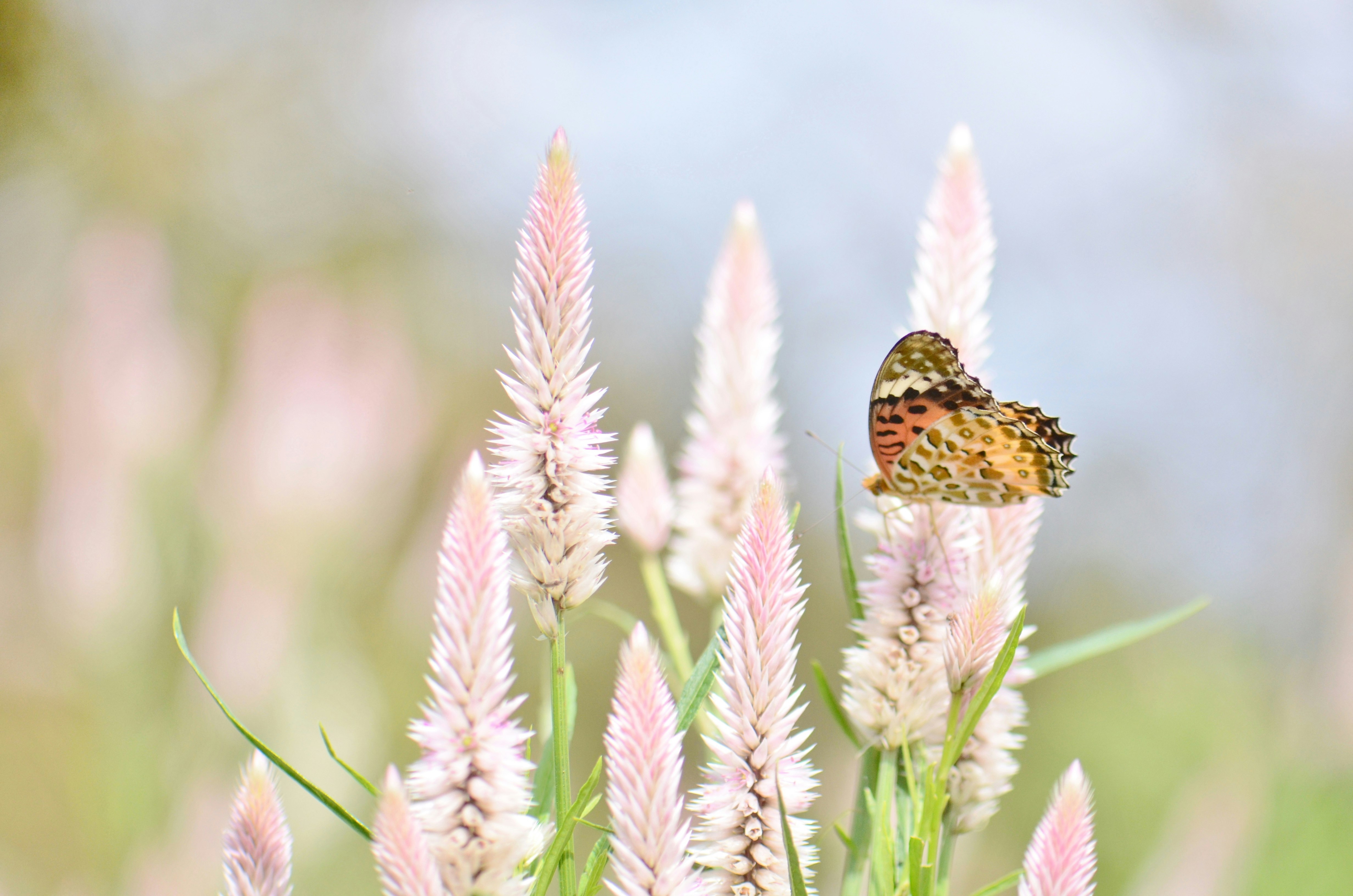 A Tailed Leopard butterfly perched on celosia flower spikes at Kyoto Prefectural Botanical Gardens image