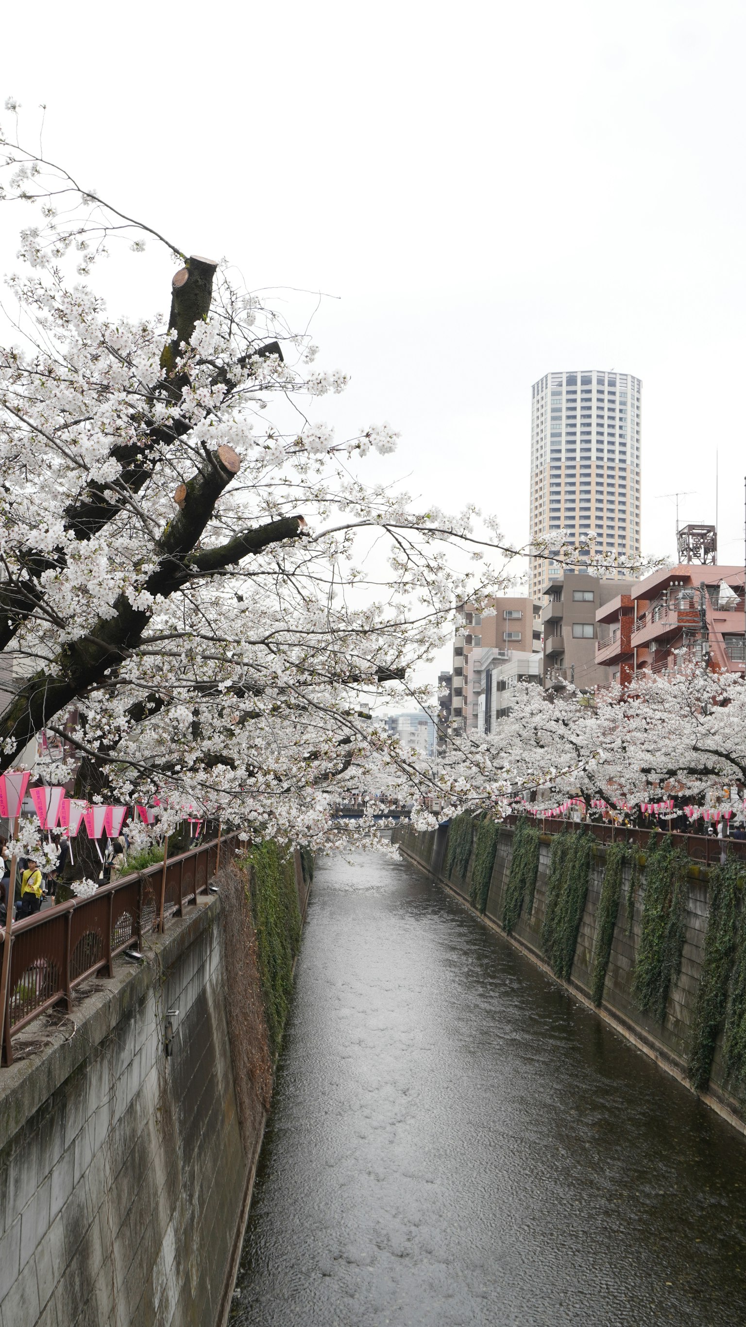 Vista escénica de árboles de cerezo a lo largo de un río con edificios urbanos