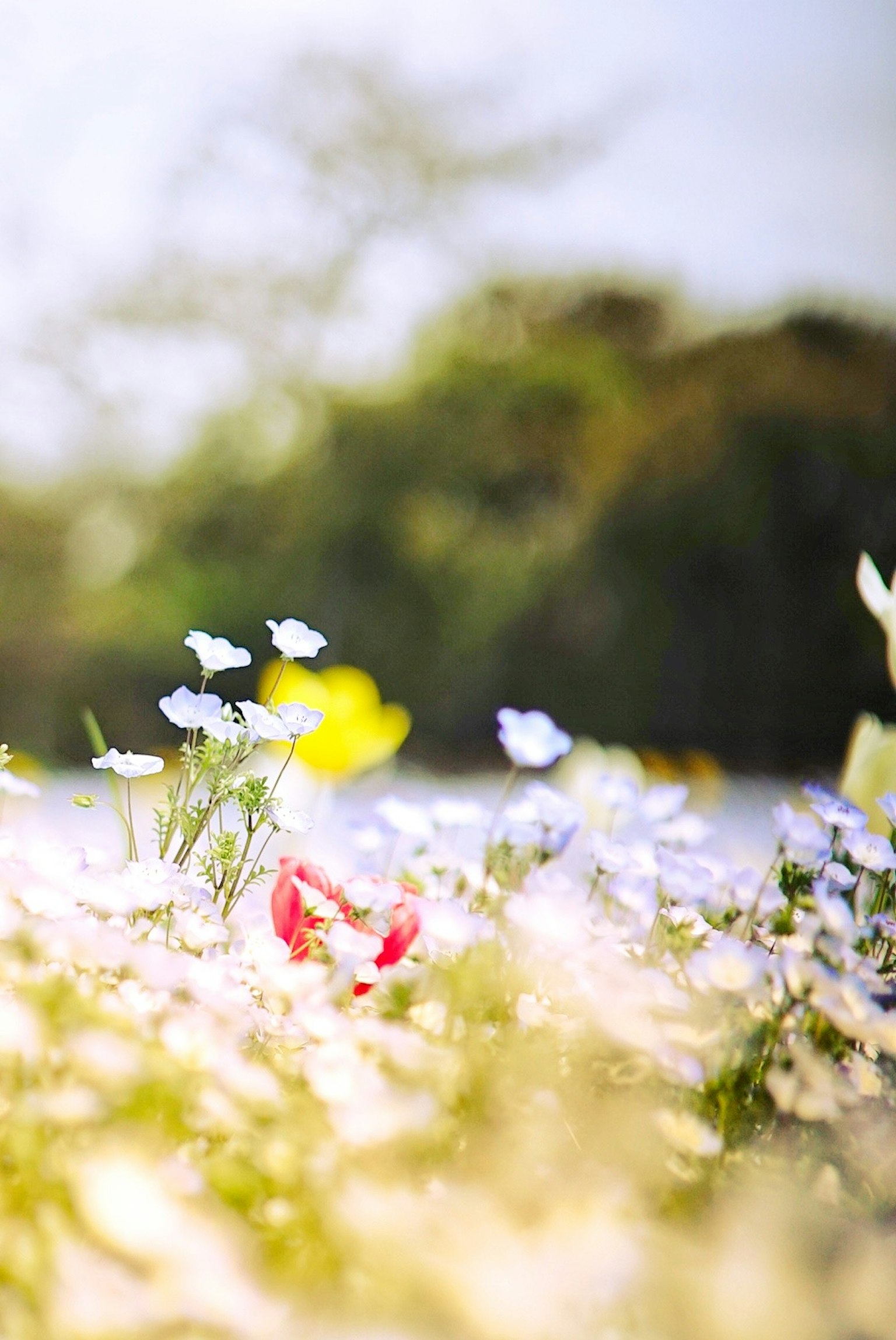 Colorful flowers blooming in a soft focus background with white and red petals