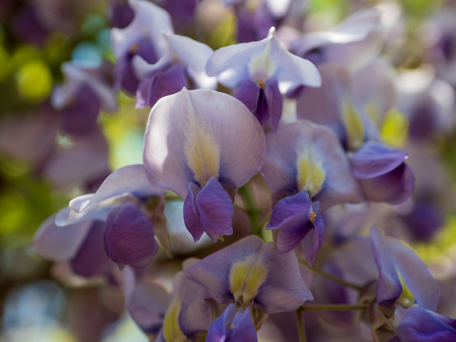 Nahaufnahme von Glyzinienblüten mit lila Blütenblättern