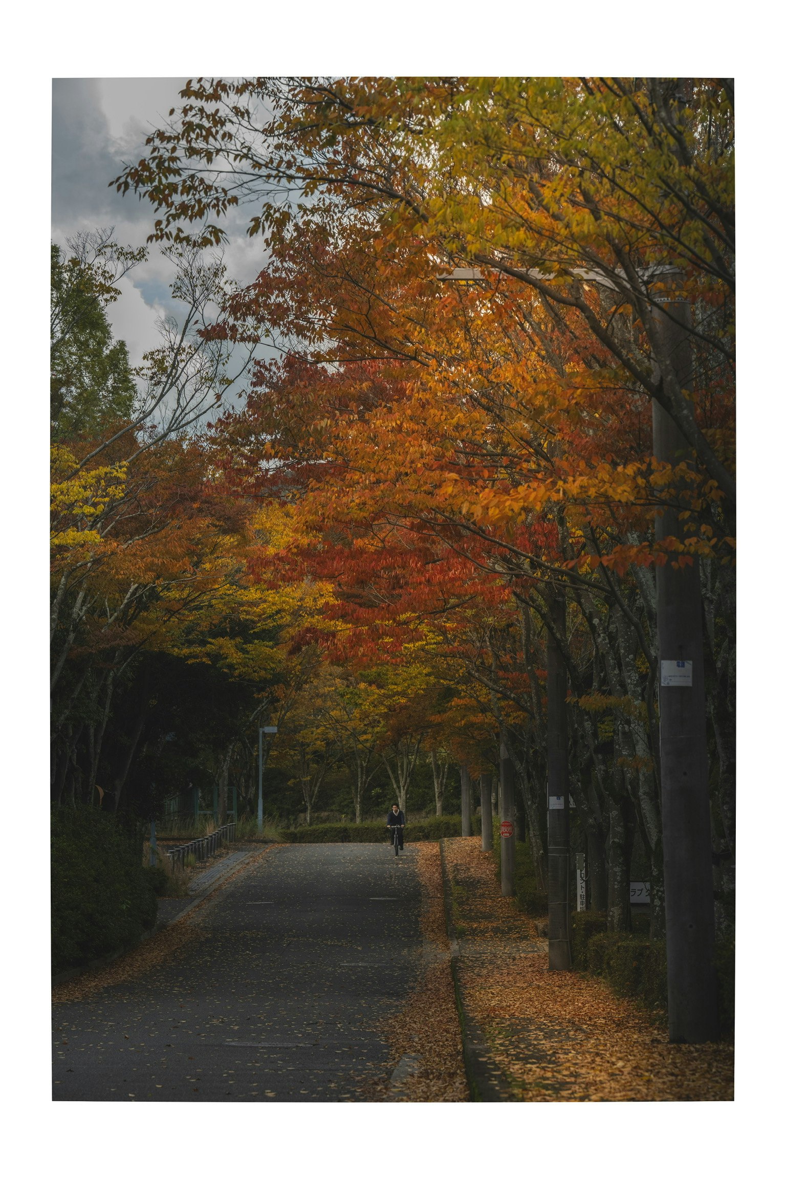 秋の色づいた木々が並ぶ静かな道