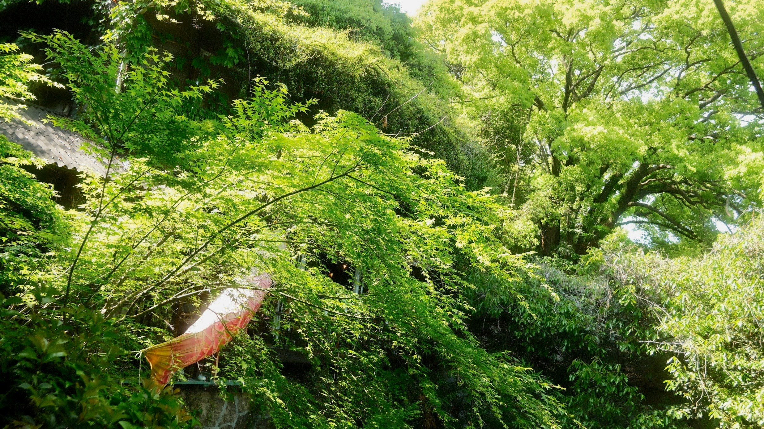 緑の山道を覆う木々の新緑と風景