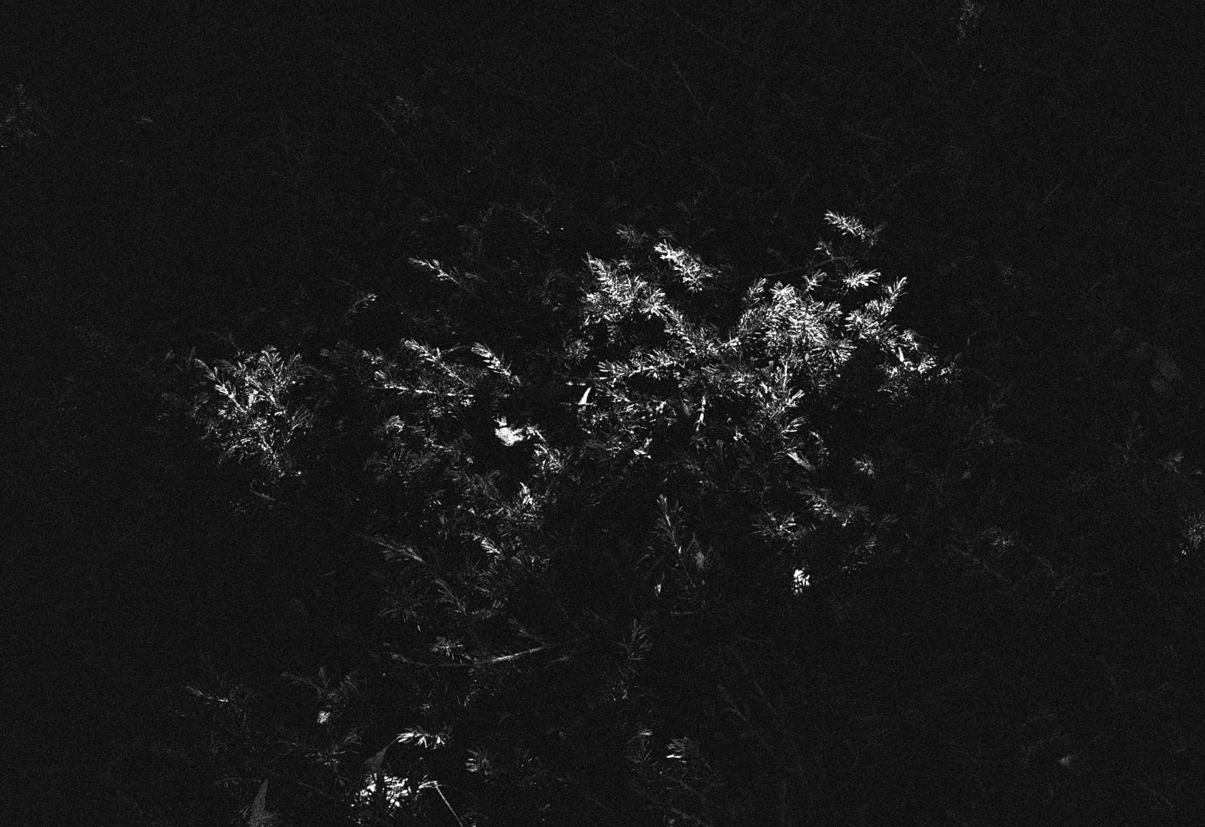 lueur abstraite nocturne de particules lumineuses sur fond sombre