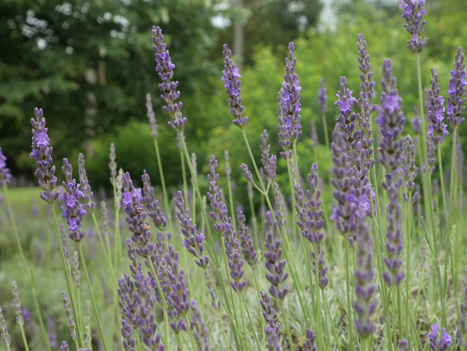 Bunga lavender yang mekar di ladang dengan latar belakang hijau dan kelopak ungu