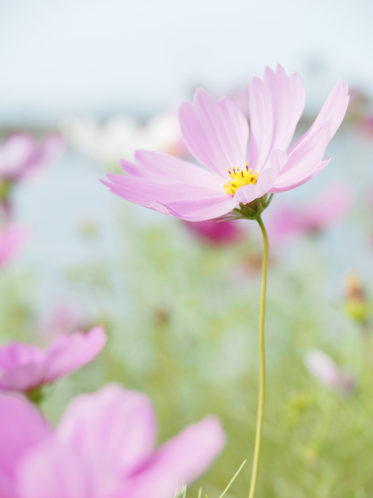 Eine schöne rosa Kosmosblume blüht auf einem Feld