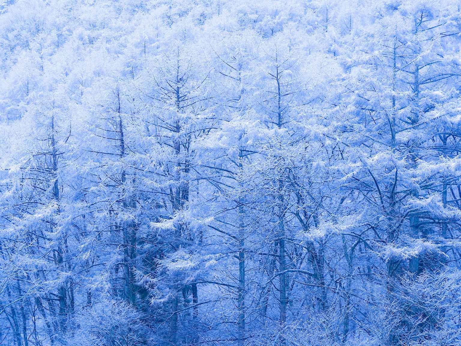 Paesaggio forestale blu coperto di neve