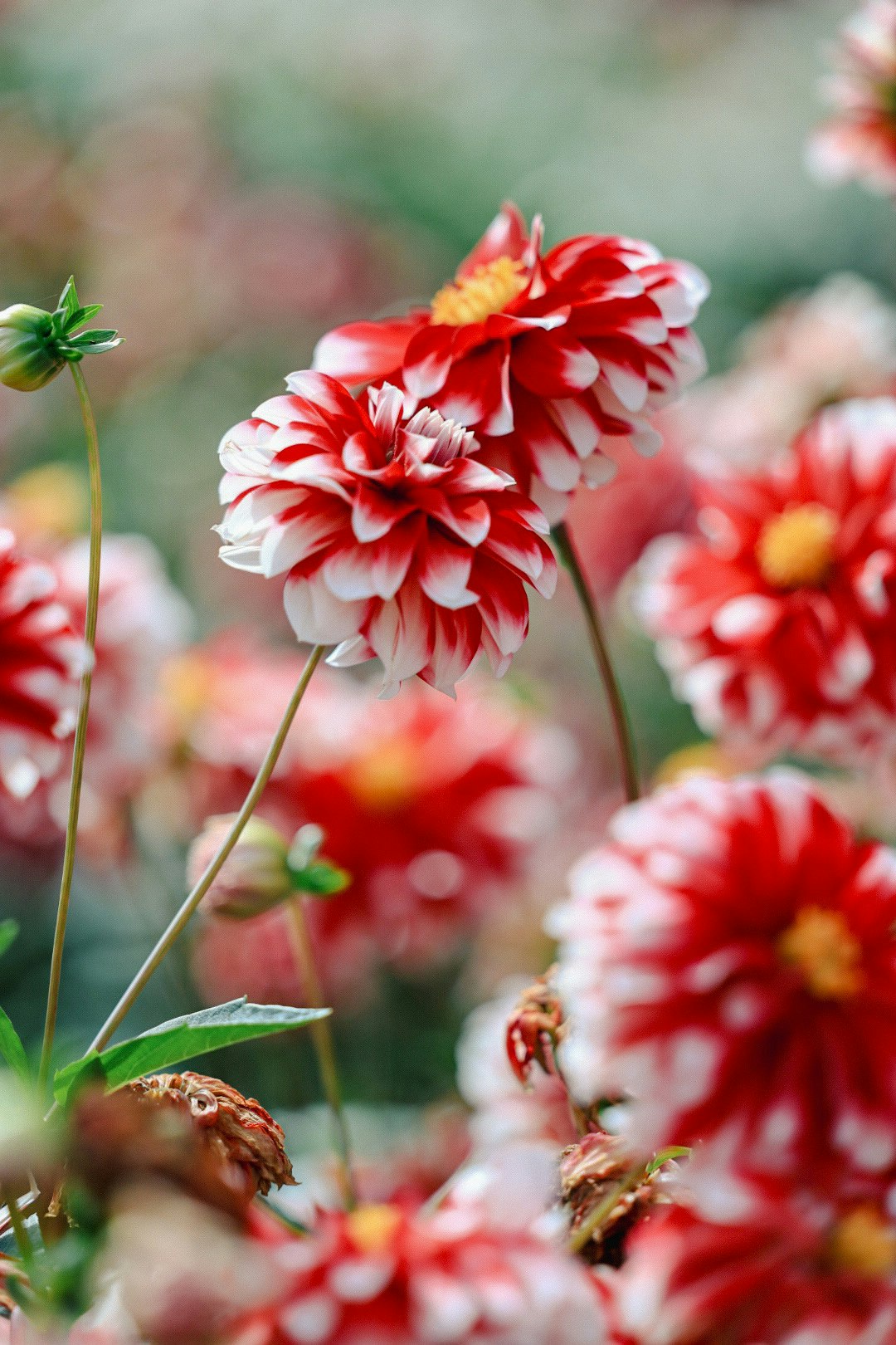 赤と白のダリアが咲く花畑のボケ背景