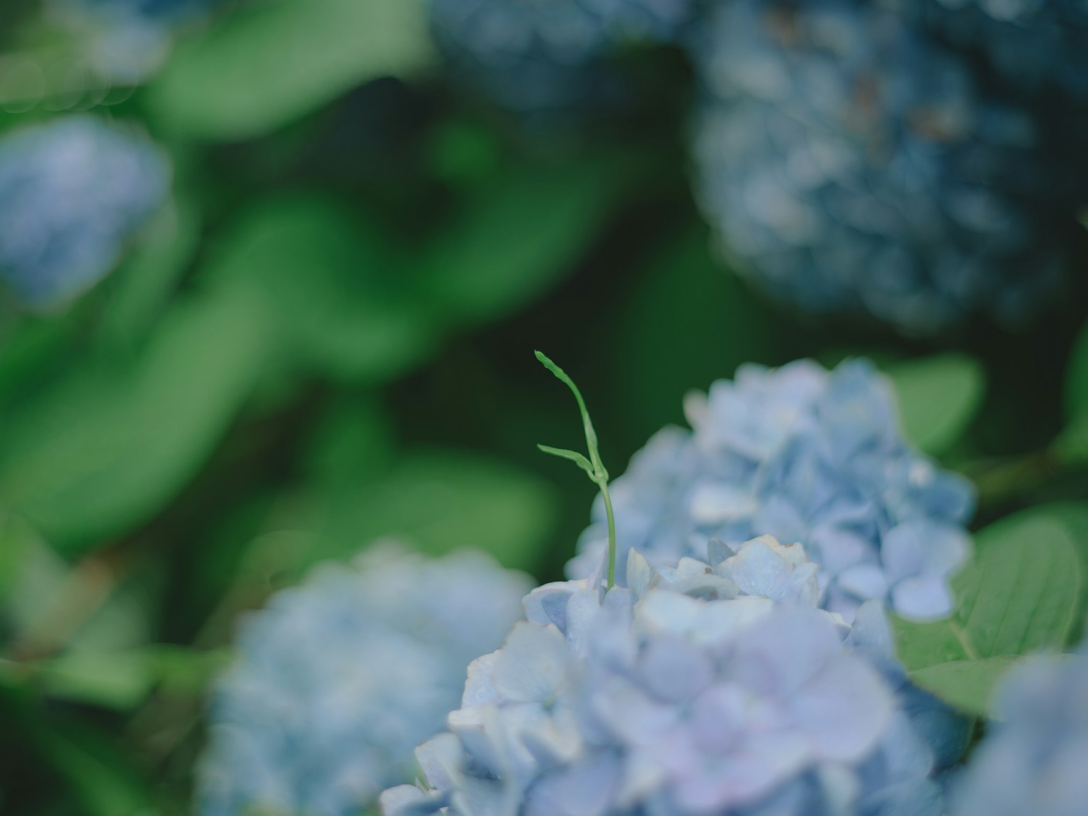 Primer plano de flores de hortensia azules con hojas verdes