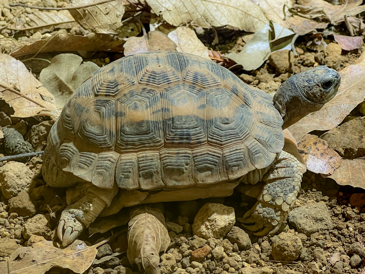 Close-up of a turtle on the ground surrounded by leaves