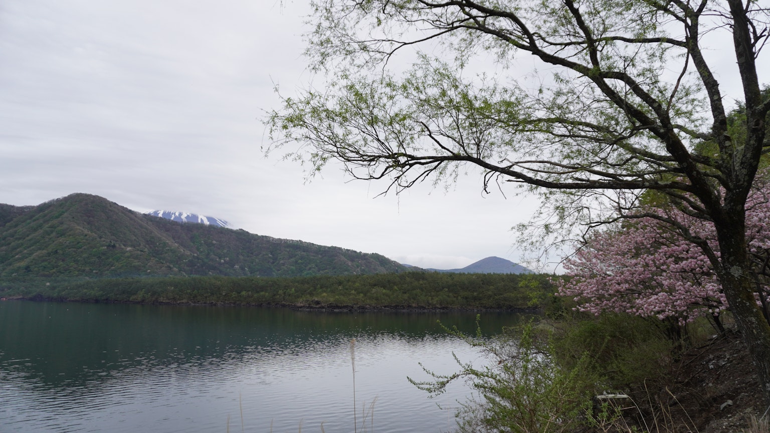 寧靜的湖泊景觀，櫻花樹和山脈