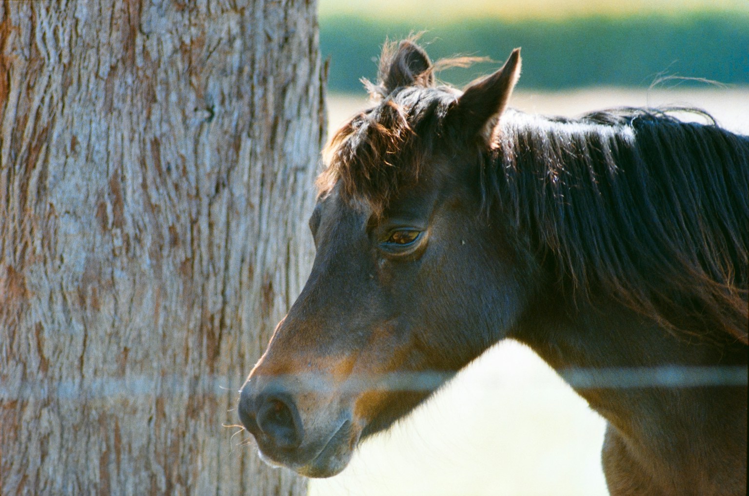 Close-up of a black horse near a tree