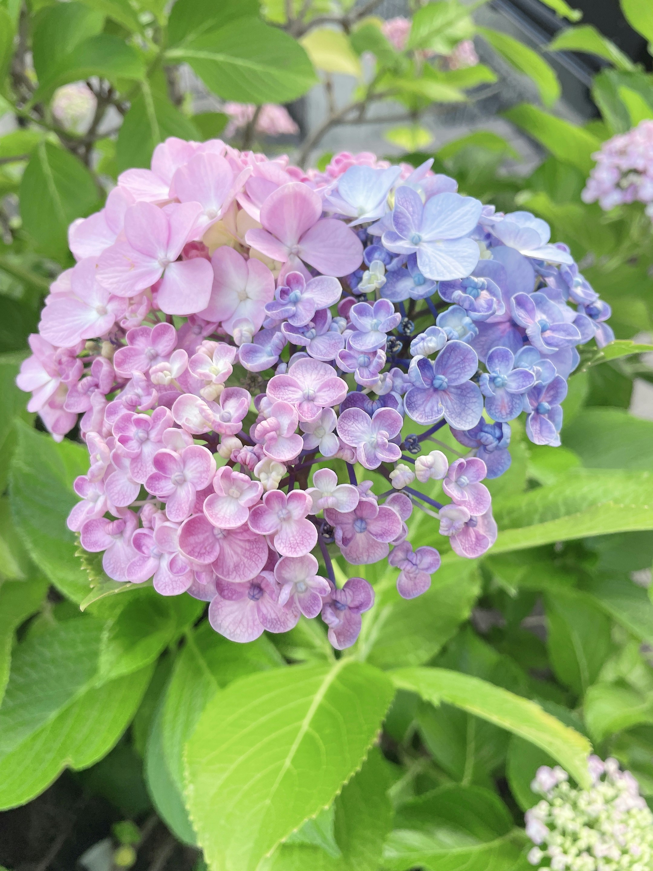 bunga hydrangea pink dan biru dengan daun hijau