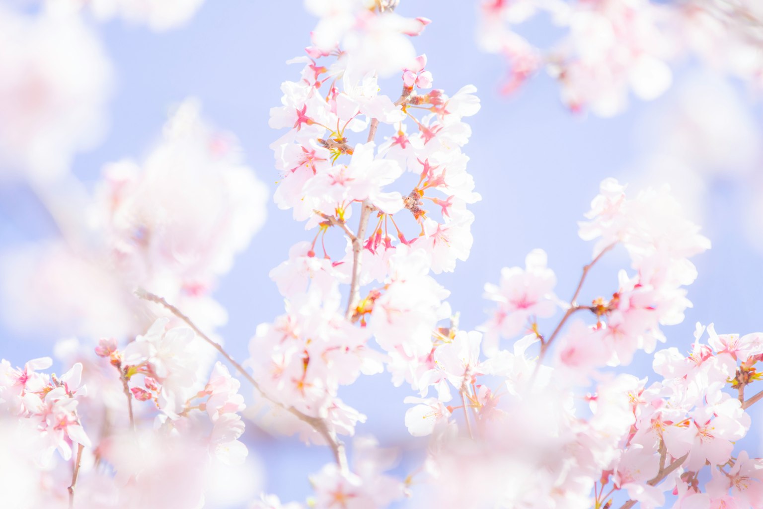 Schöne Aussicht auf Kirschblüten unter einem blauen Himmel