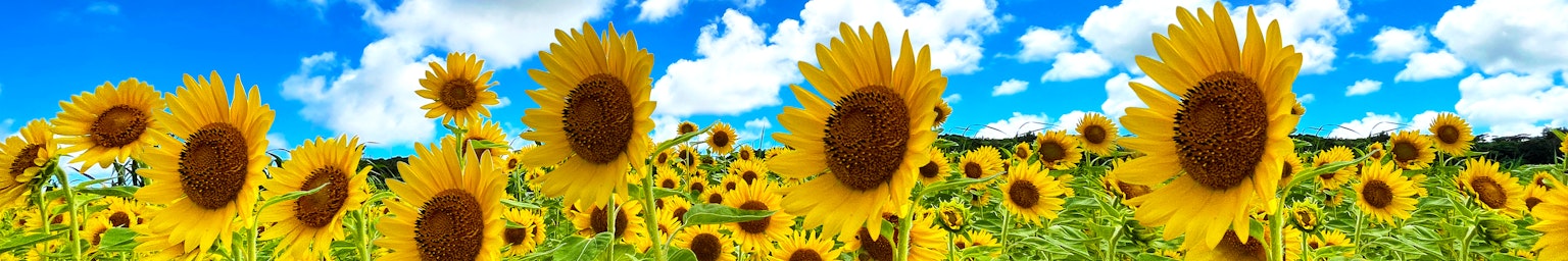 Ein Sonnenblumenfeld unter einem blauen Himmel mit weißen Wolken