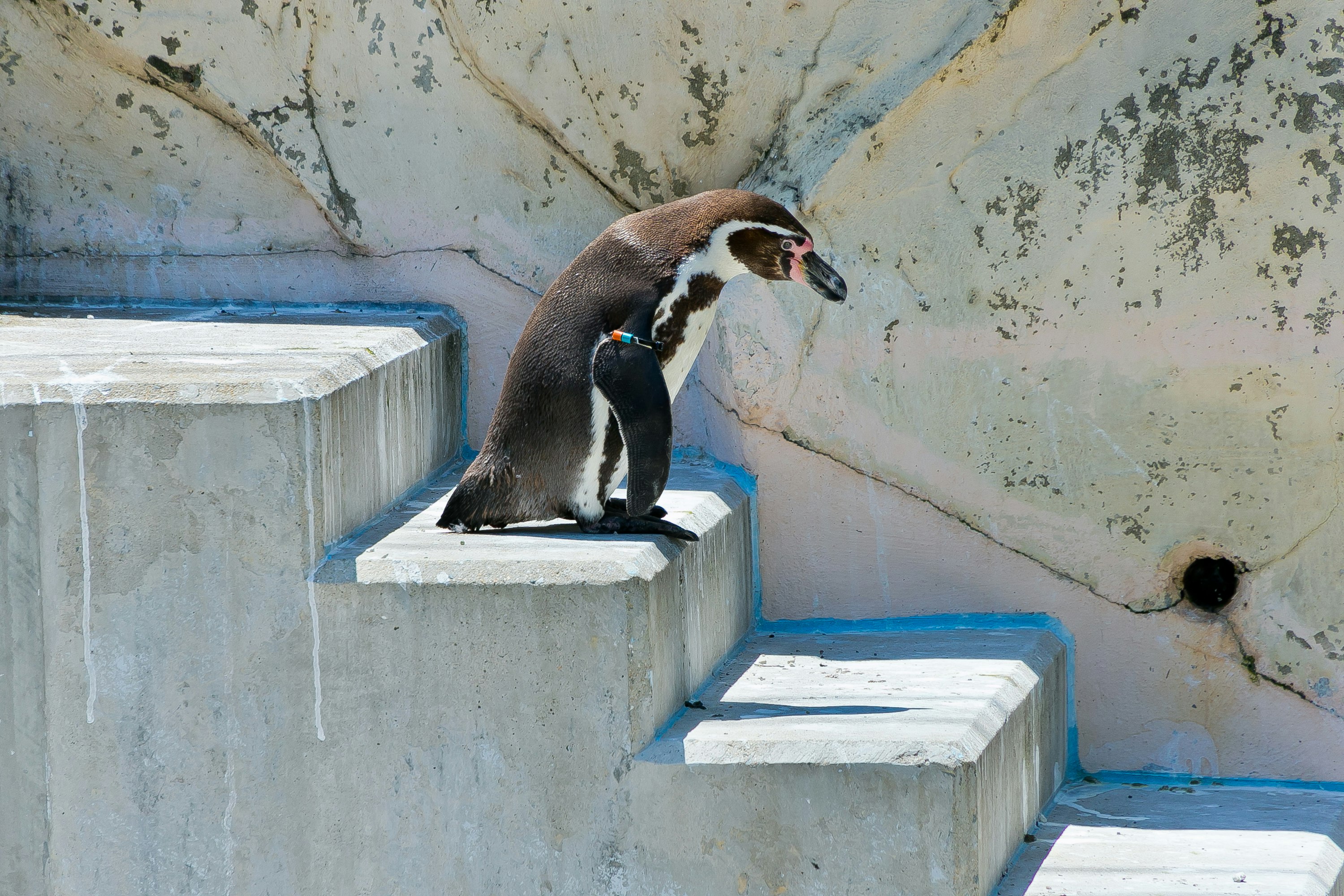 raccoon sitting in a wall niche