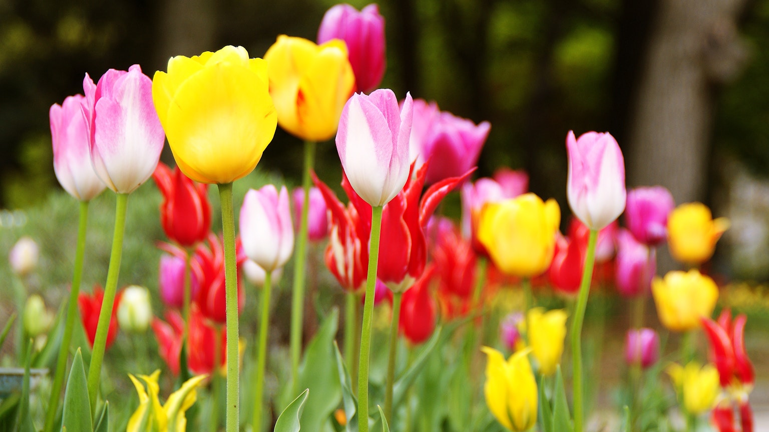 Hoa tulip nhiều màu nở trong khu vườn