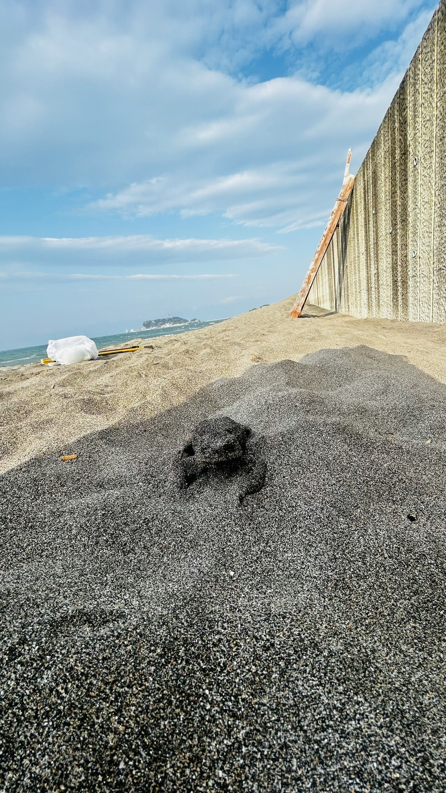 ทิวทัศน์ชายฝั่งที่มีเต่าบนชายหาด