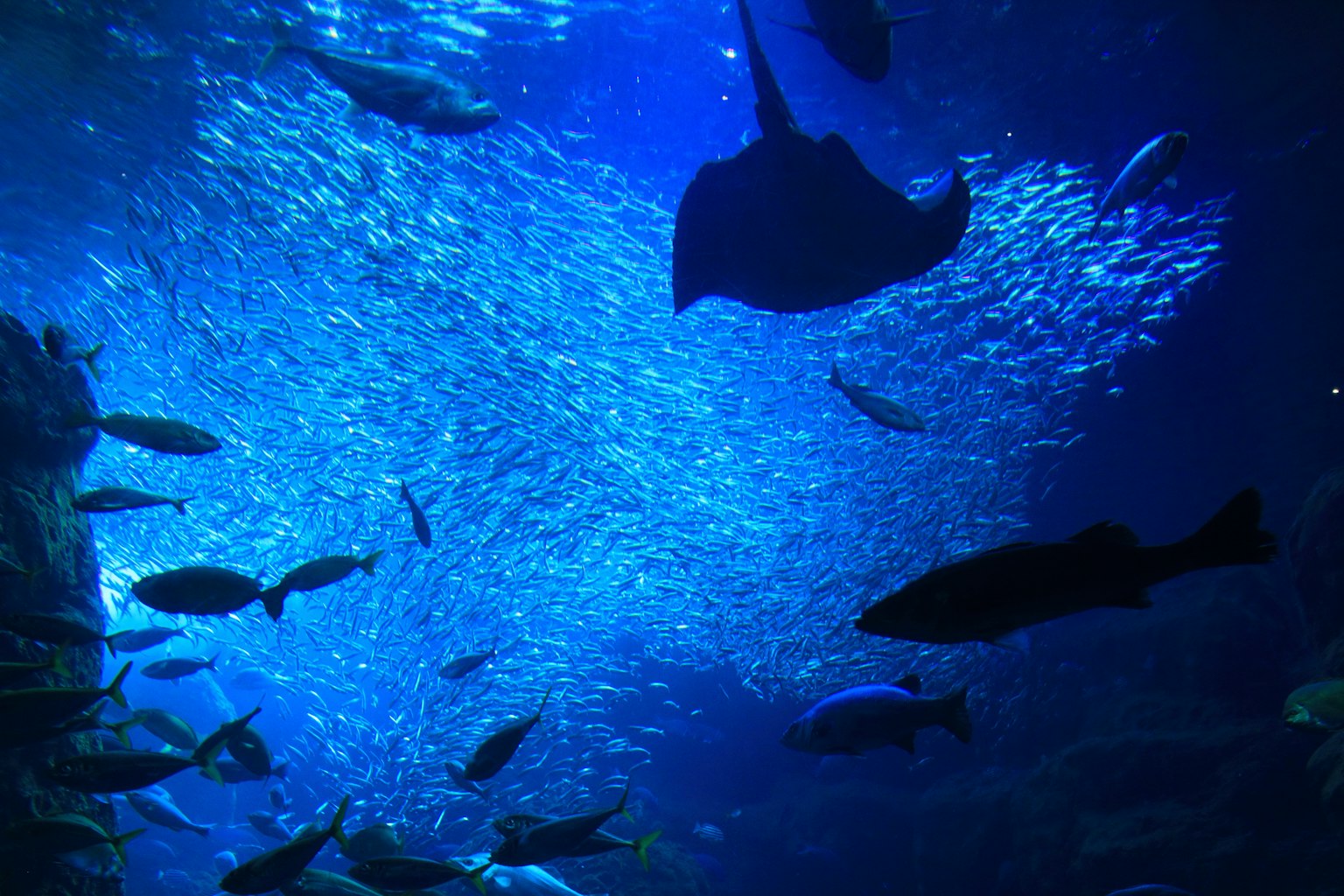 Underwater scene with various fish and stingrays swimming in blue light