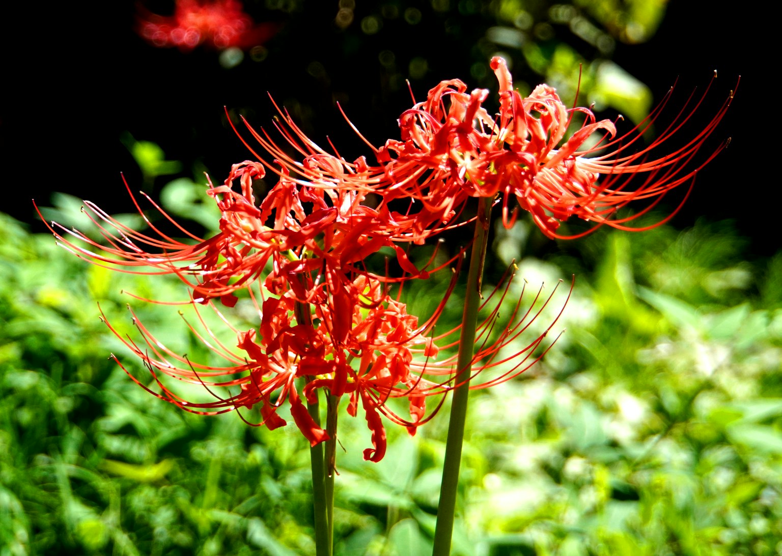 Cluster of red spider lilies blooming against a green background