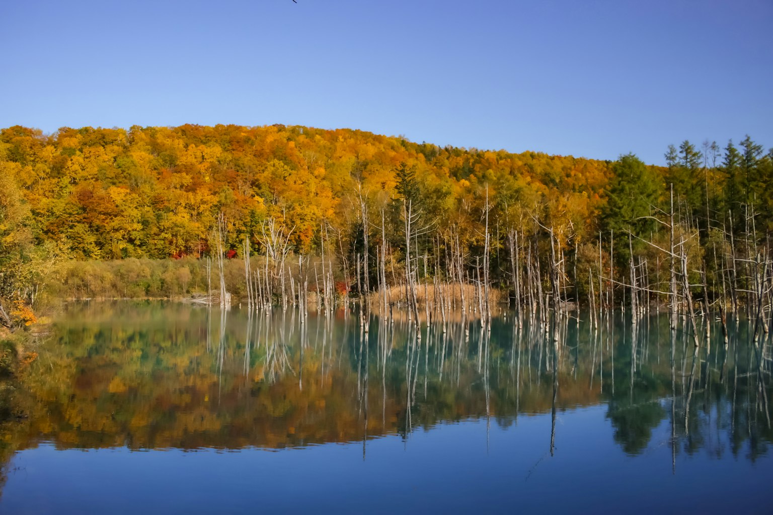 Lago sereno che riflette un fogliame autunnale vibrante e alberi spogli