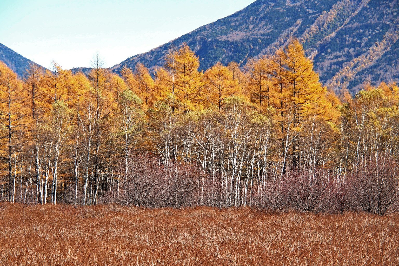 Hermoso paisaje otoñal con árboles coloridos y montañas al fondo