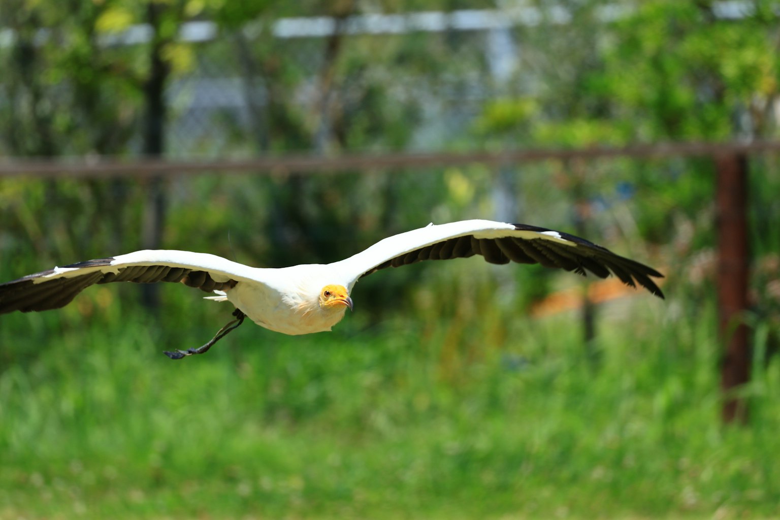 Ein weißer Vogel im Flug mit ausgebreiteten Flügeln vor einem grünen Hintergrund