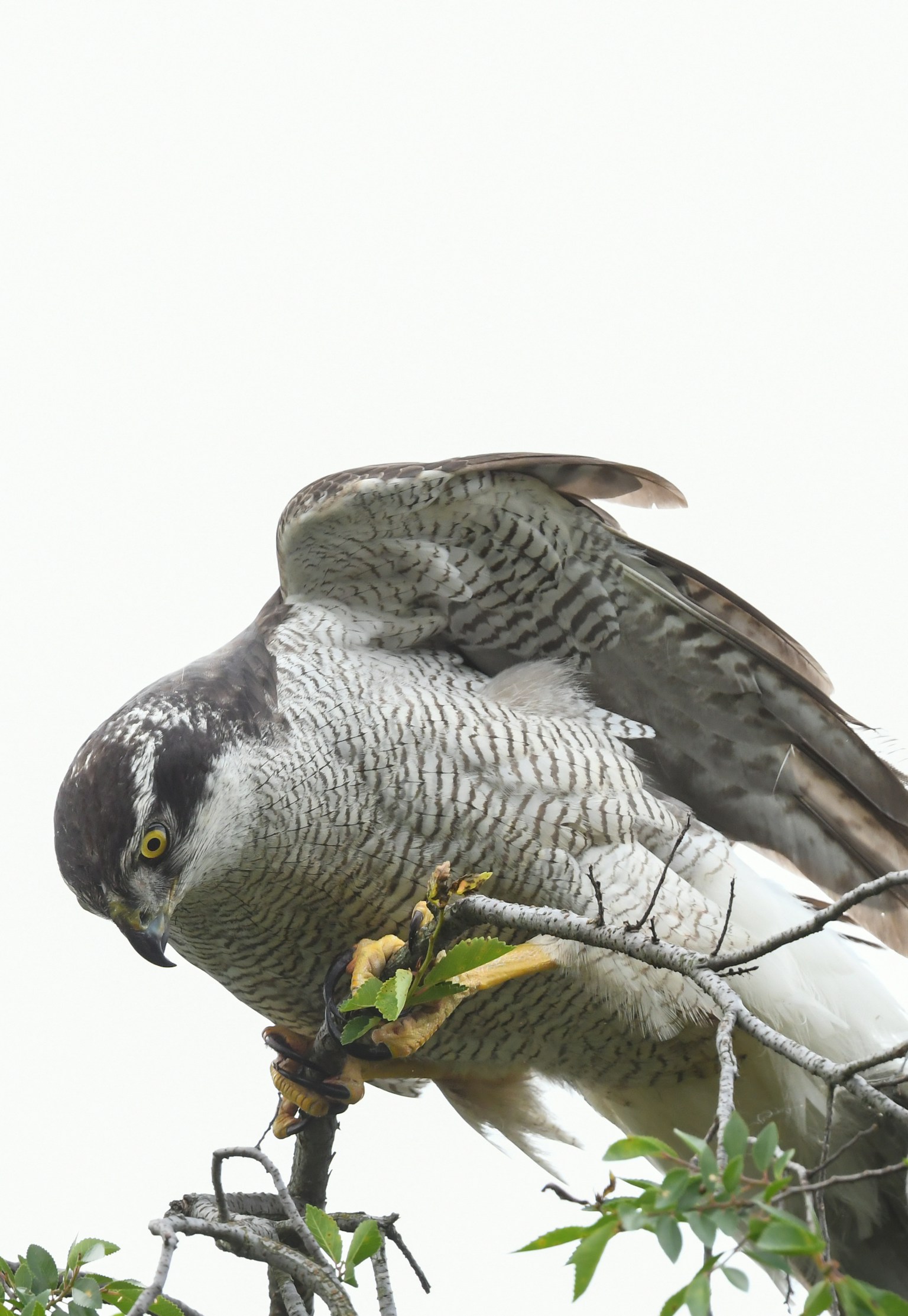 photo-zle2eZft3JCVnSoYn5Ui-image