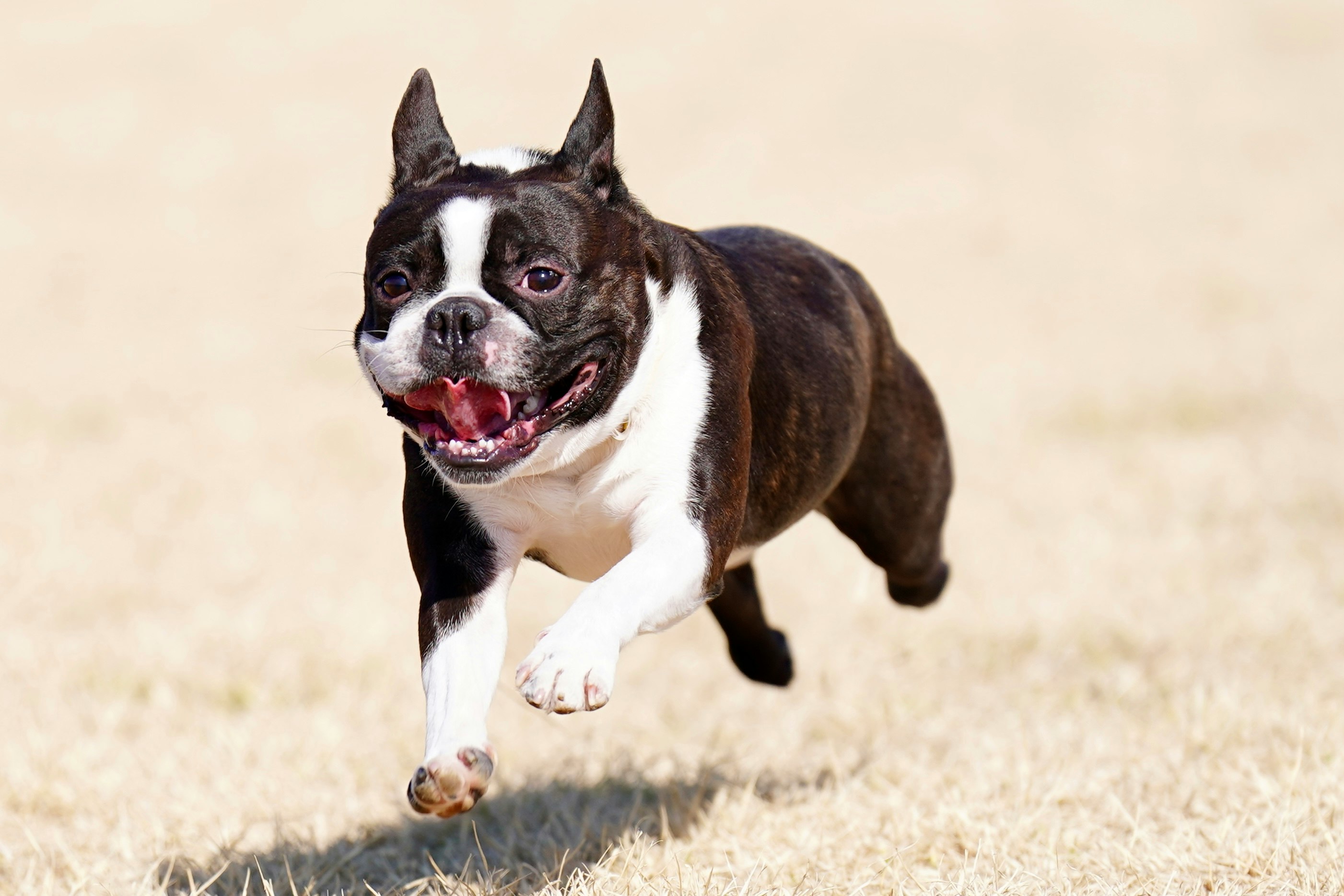 Bulldog running on grass