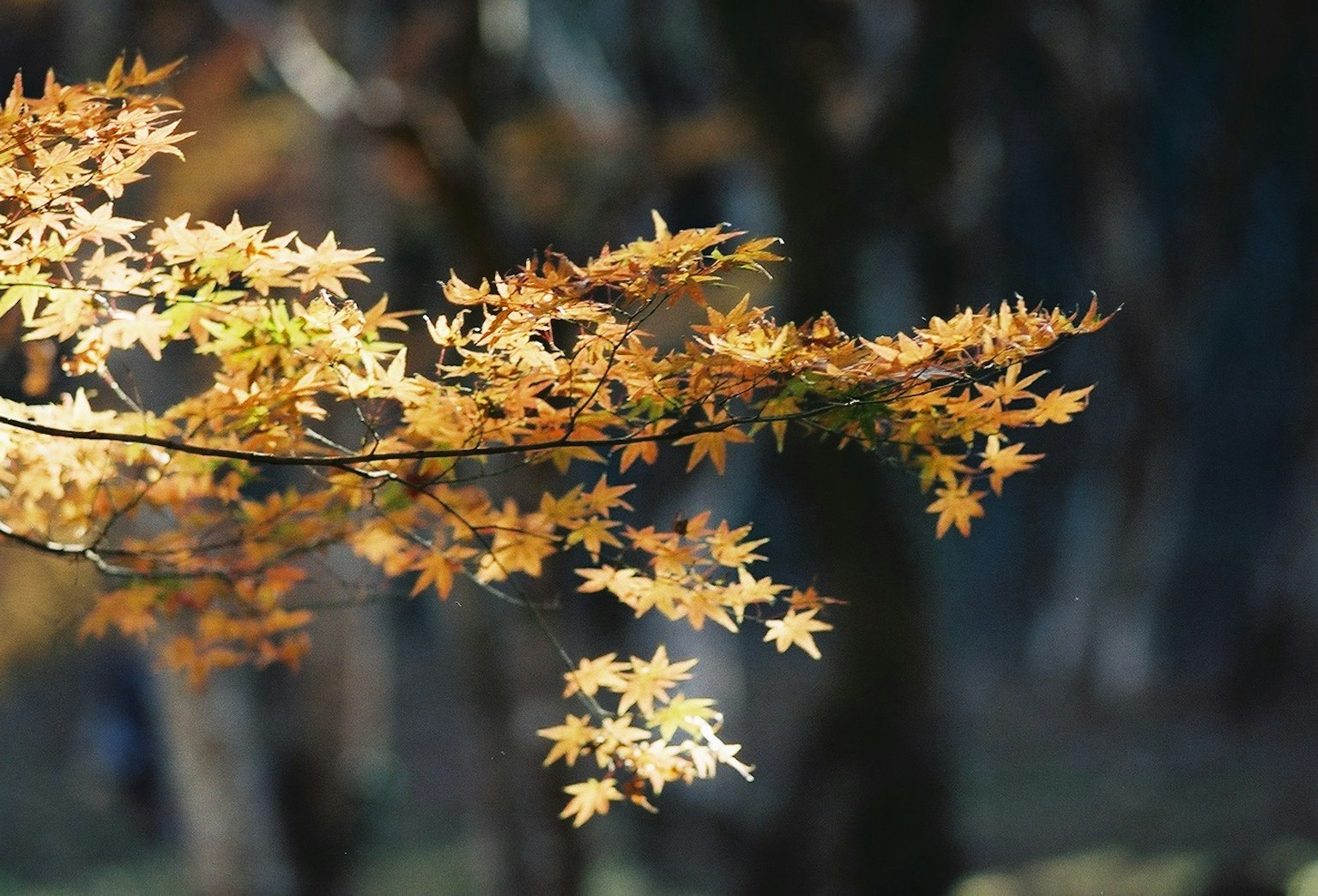 Daun maple musim gugur yang cerah bersinar di bawah sinar matahari