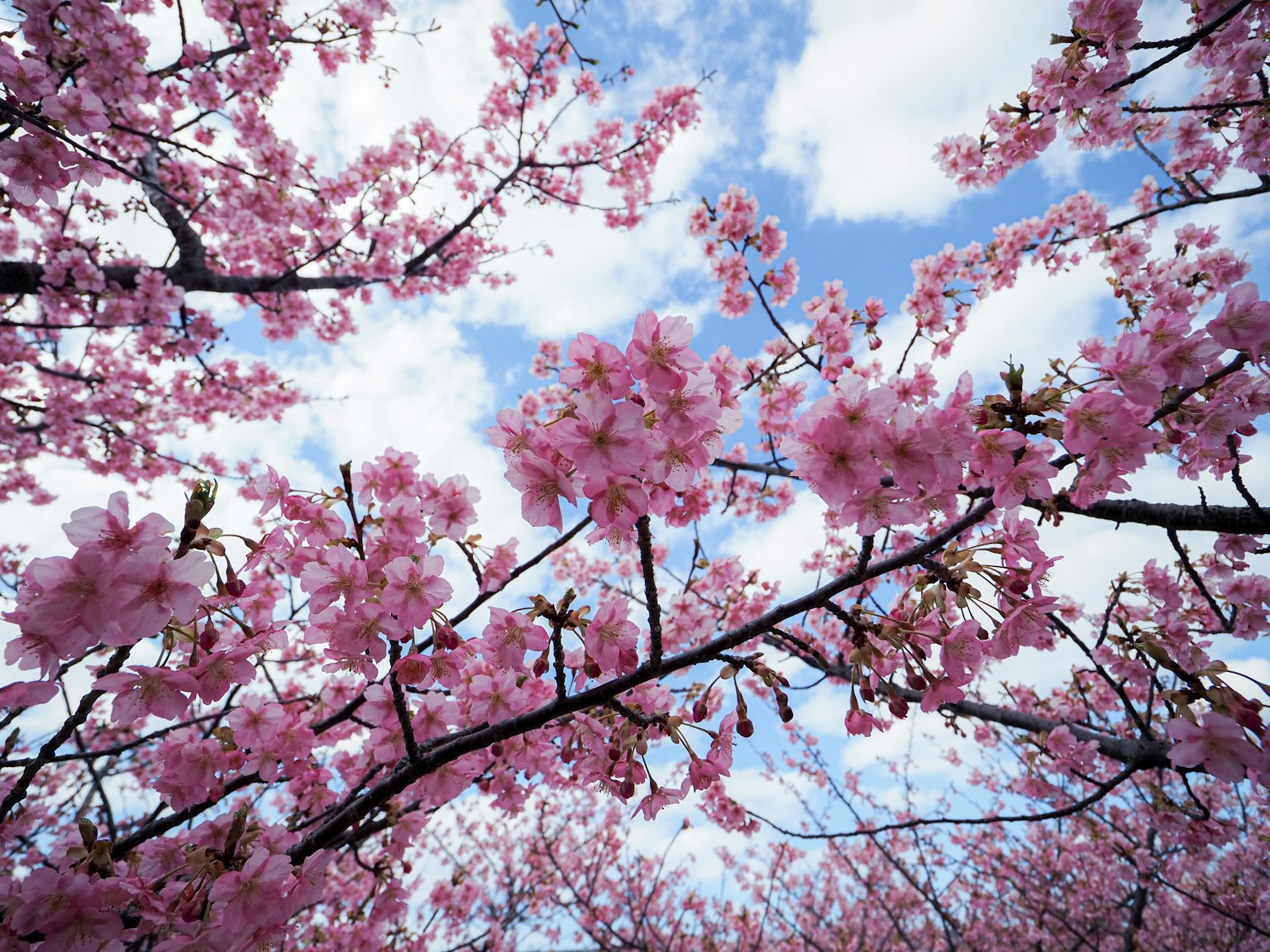 Fiori di ciliegio e rami contro un cielo blu