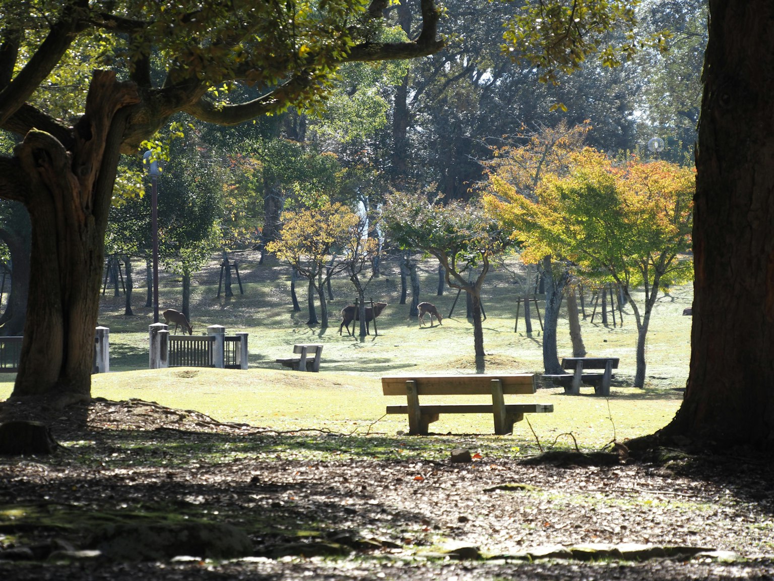 Un paisaje de parque sereno con varios árboles y hojas coloridas que presenta bancos y una amplia área verde