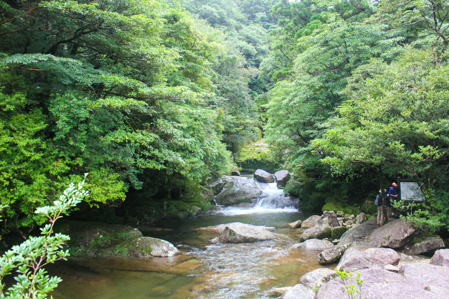 Scenic view of a clear stream surrounded by lush greenery rocks and trees in a tranquil setting