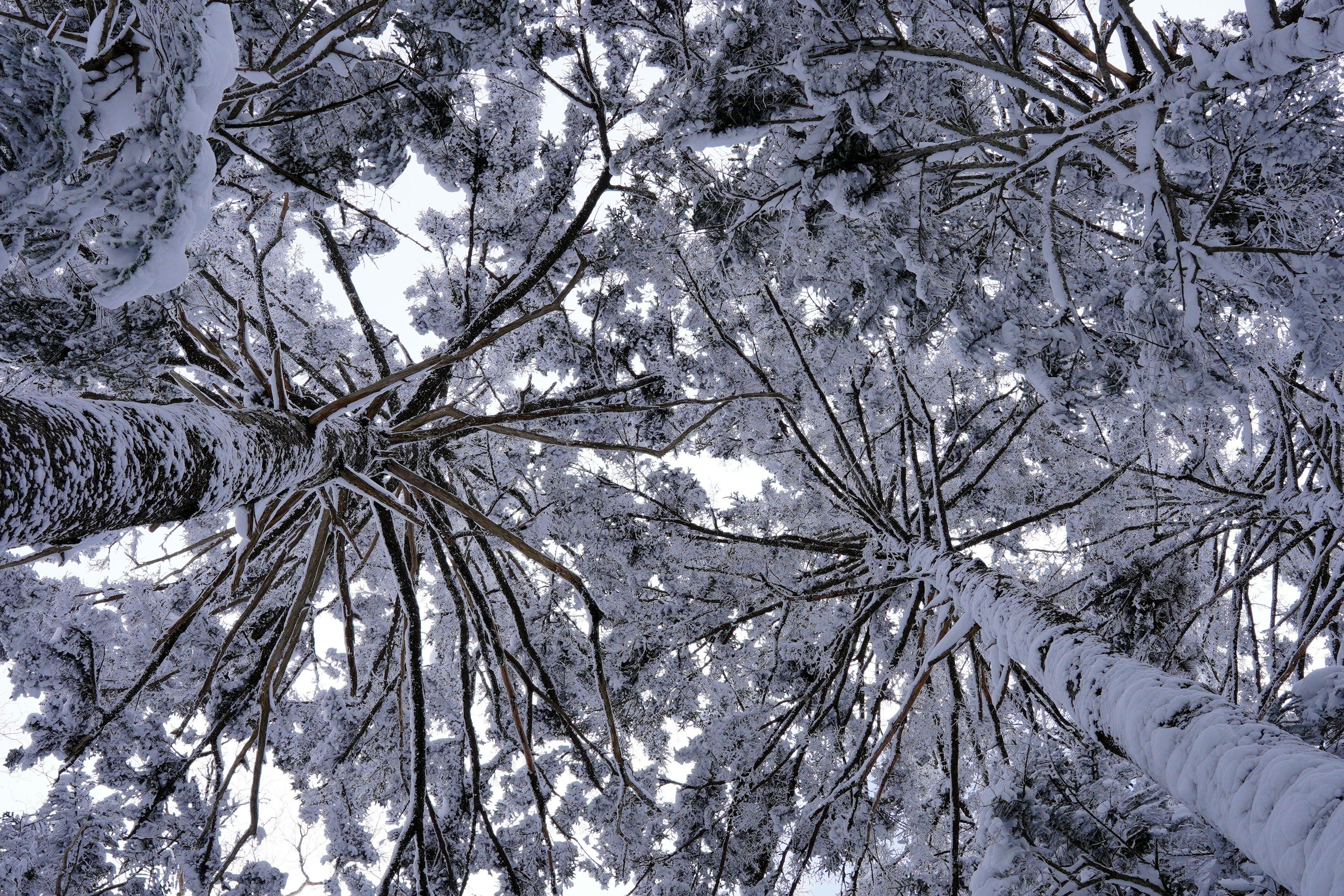 雪をまとった枝の上に舞う白い花びらのような雪景色