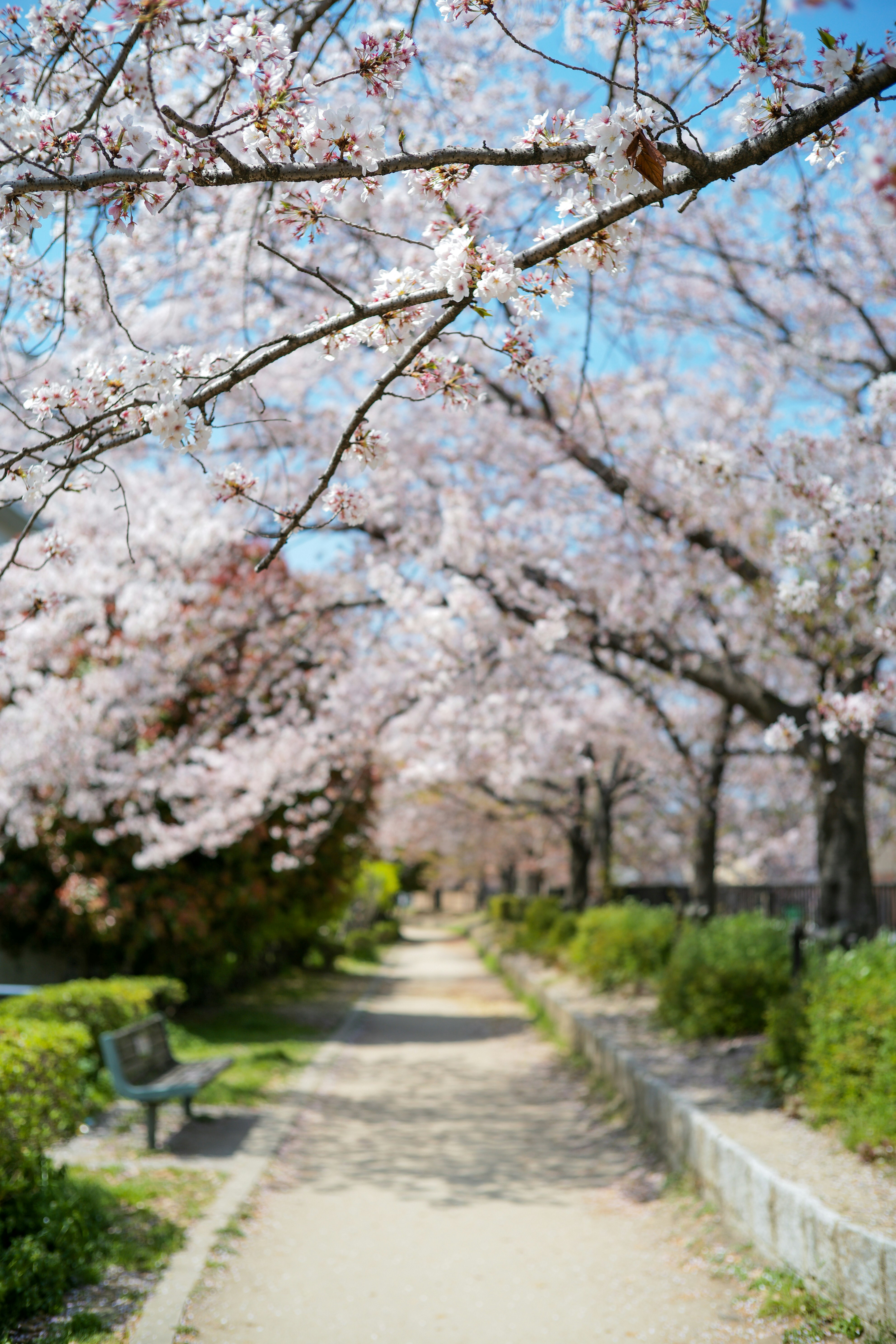 Cherry blossom-lined path with a bench in spring
