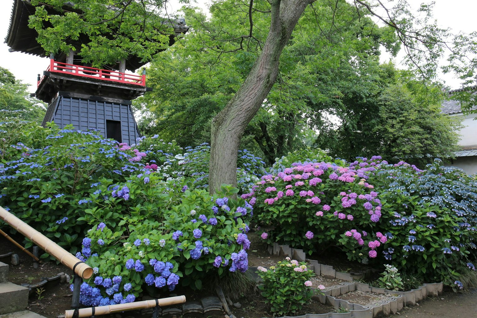 정원에 있는 파란색과 보라색 수국과 배경의 전통 건물 풍경