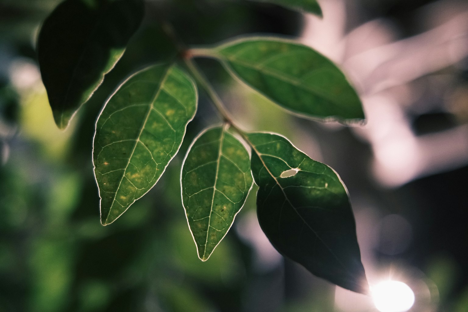 Close-up photo of green leaves illuminated by light