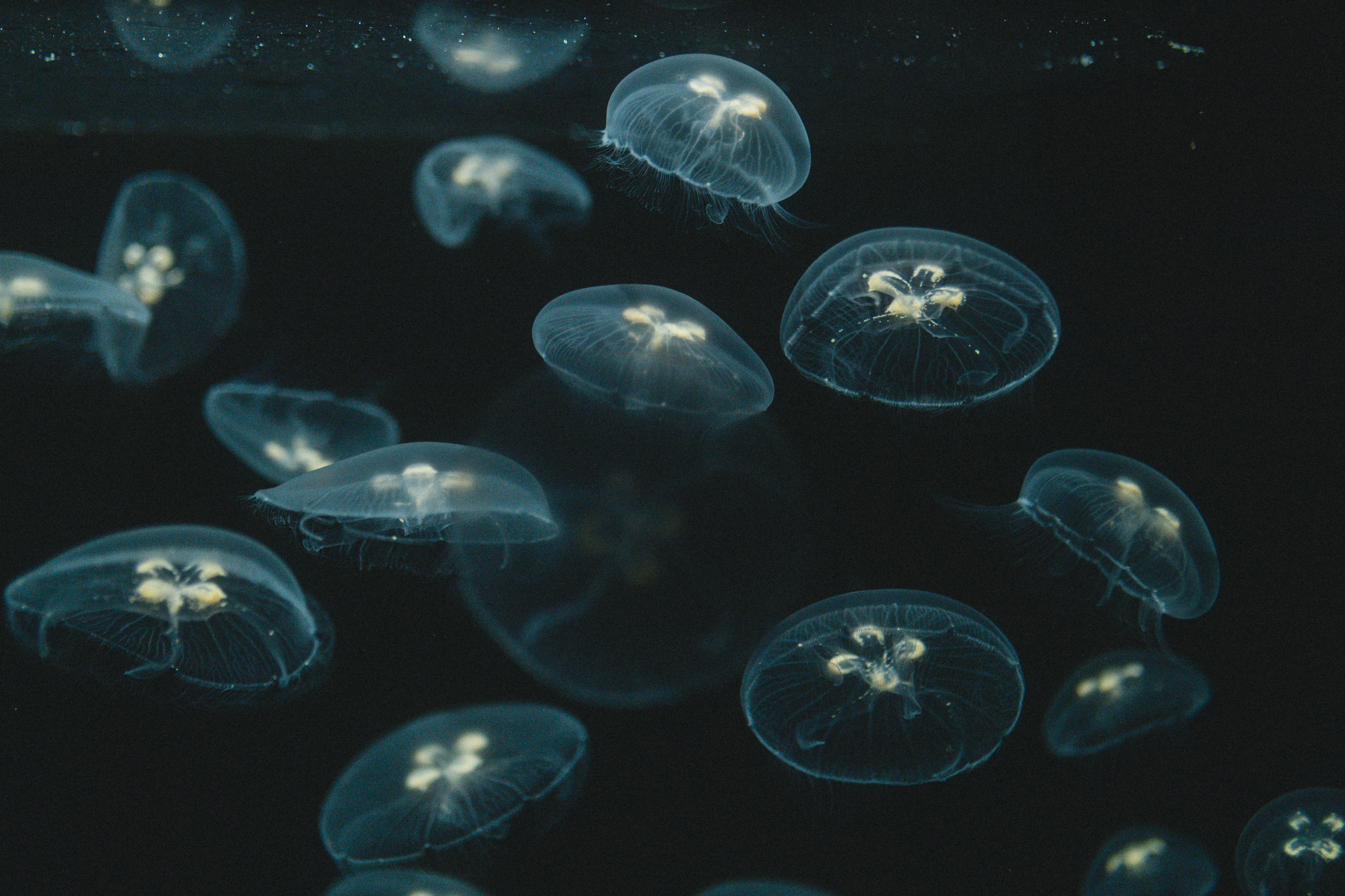 A group of jellyfish floating in water