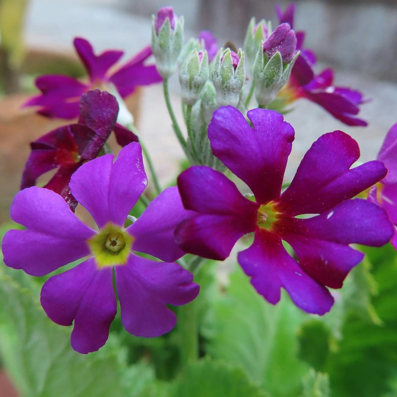 Close-up of vibrant purple flowers blooming on a plant