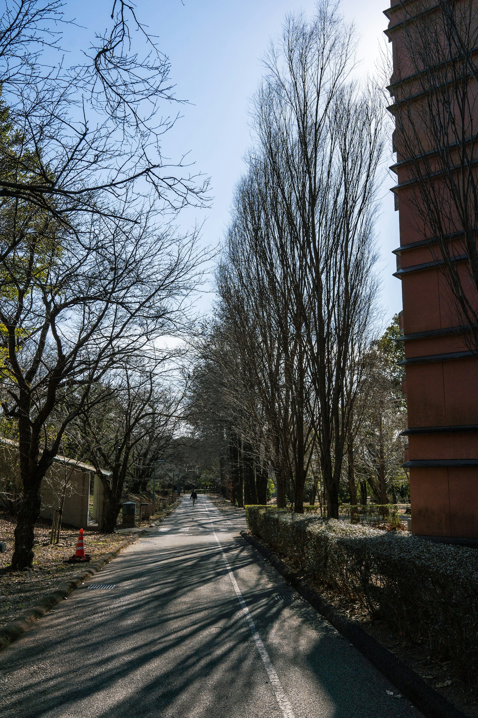 Strada alberata con alberi alti e edificio rosso