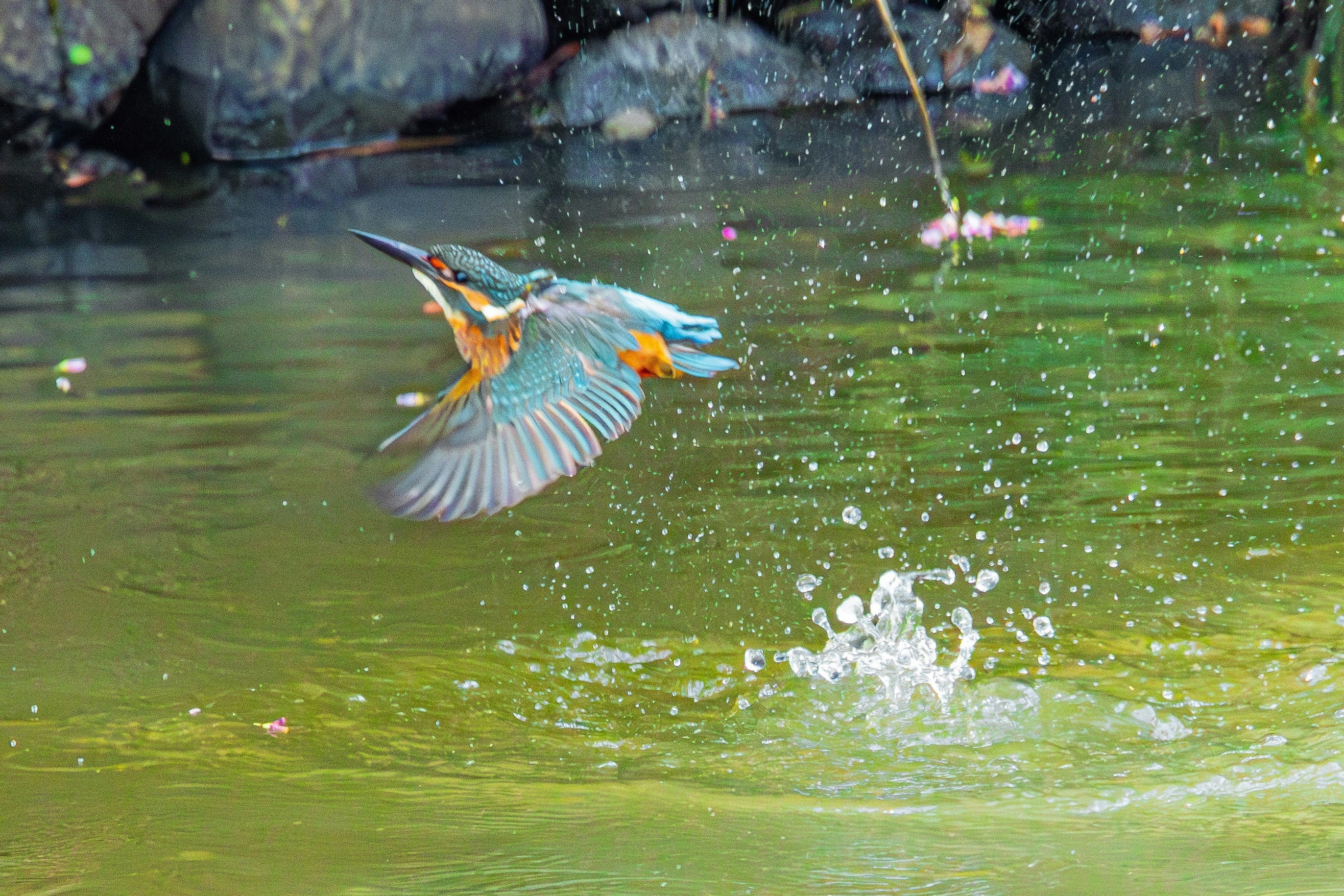 martin-pêcheur plongeant dans l’eau avec des éclaboussures