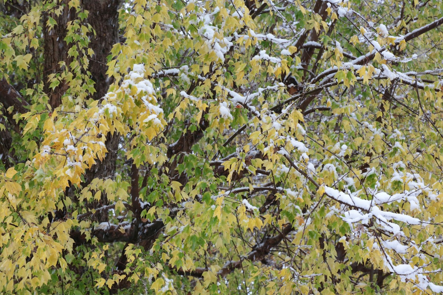 Ramas de árbol con hojas amarillas cubiertas de nieve
