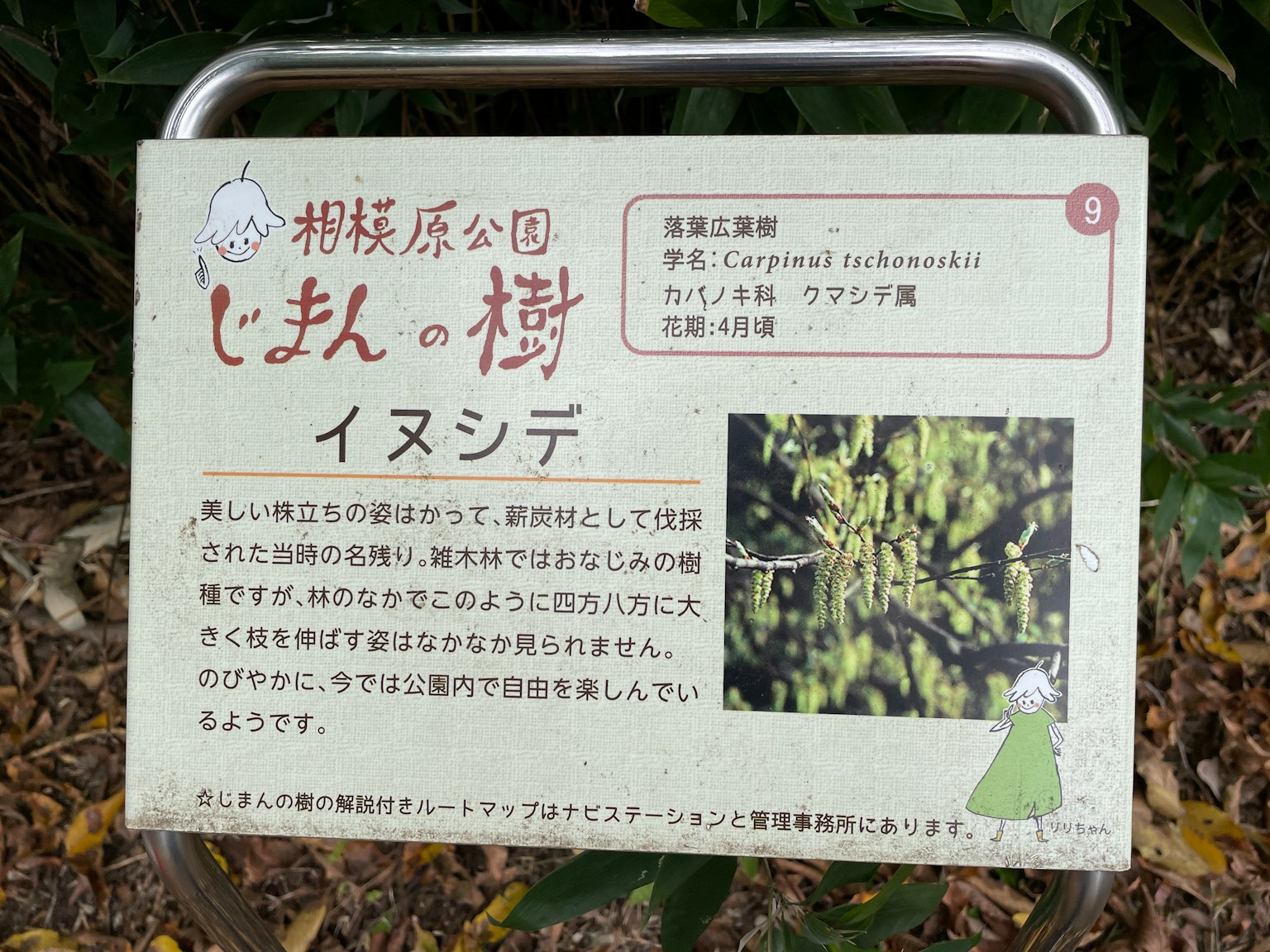 Panneau d'information sur l'arbre Iinushide avec photo dans un parc