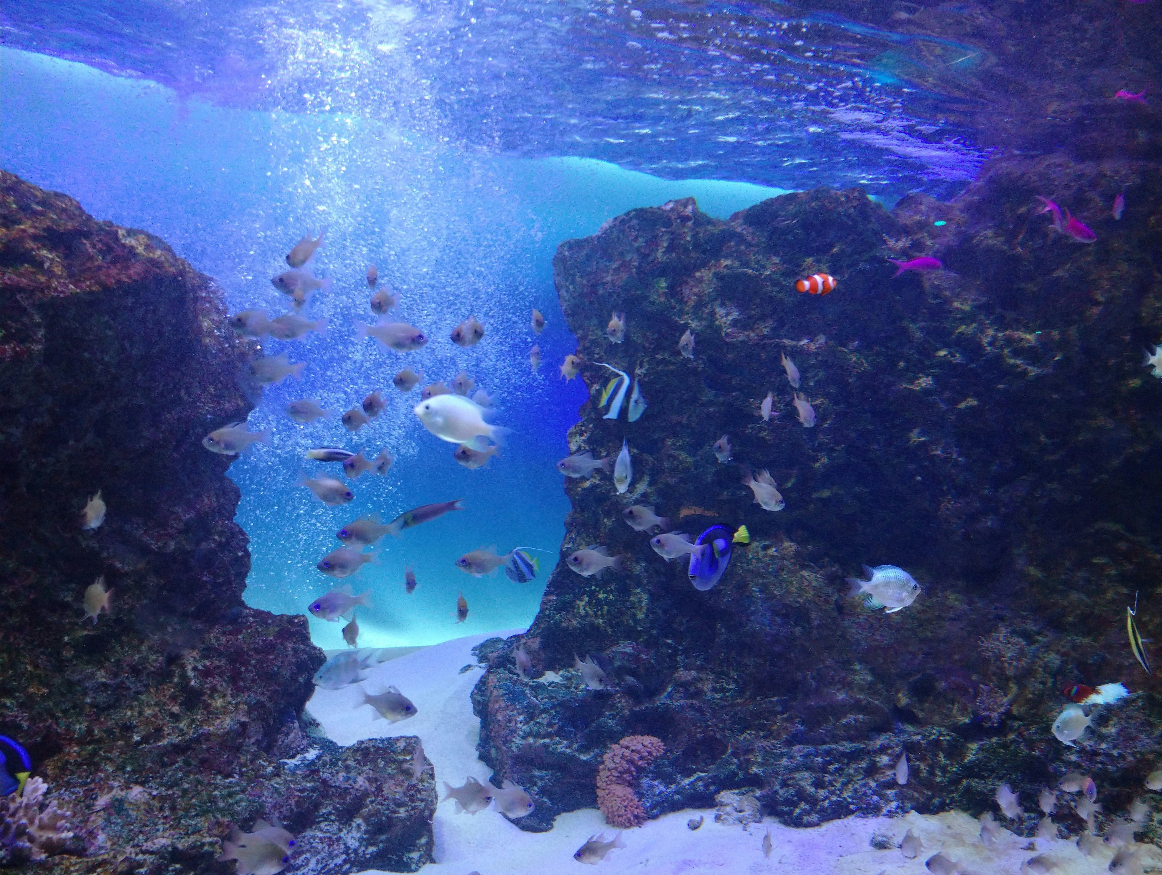 acuario con cardúmenes de peces alrededor de rocas bajo el agua